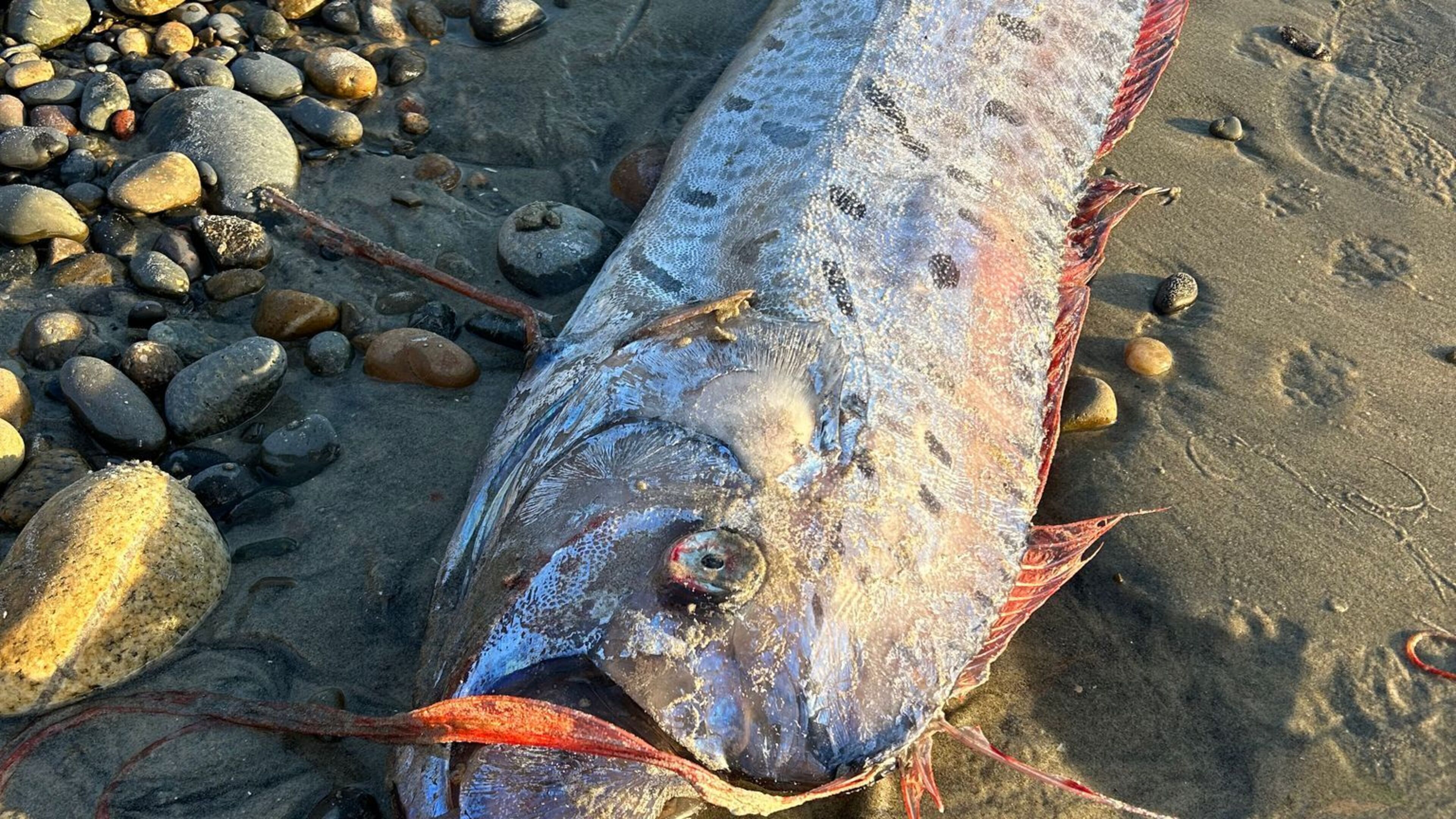 von-wegen-weltuntergang-forschende-begeistert-ber-fische-aachener